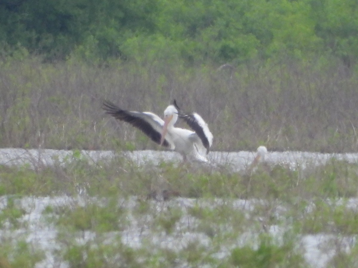 pelikán severoamerický - ML620120598