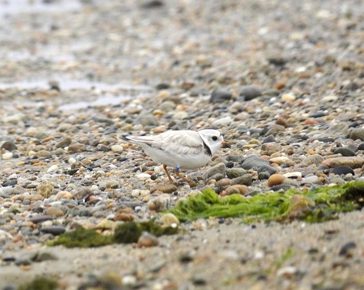 Piping Plover - ML620120607