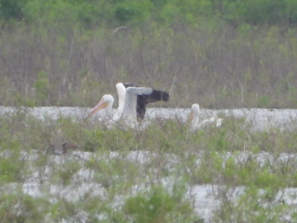 American White Pelican - ML620120617