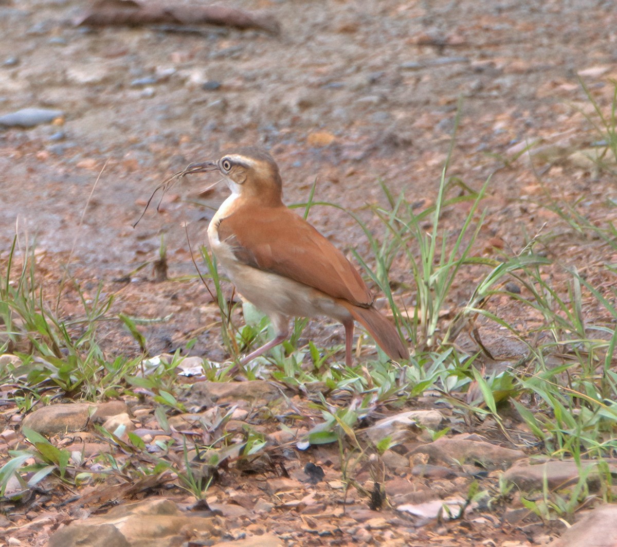 Pacific Hornero - ML620120625