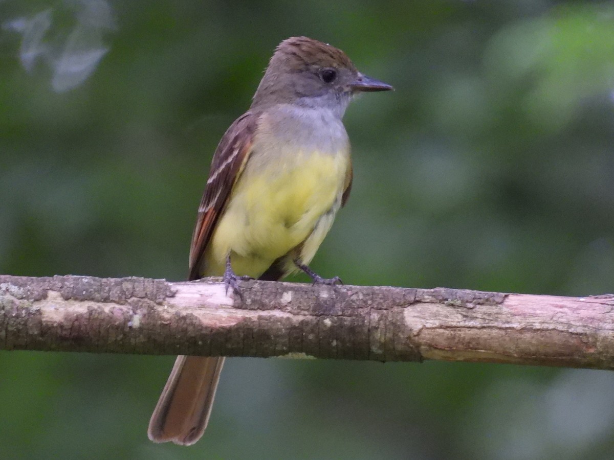 Great Crested Flycatcher - ML620120638