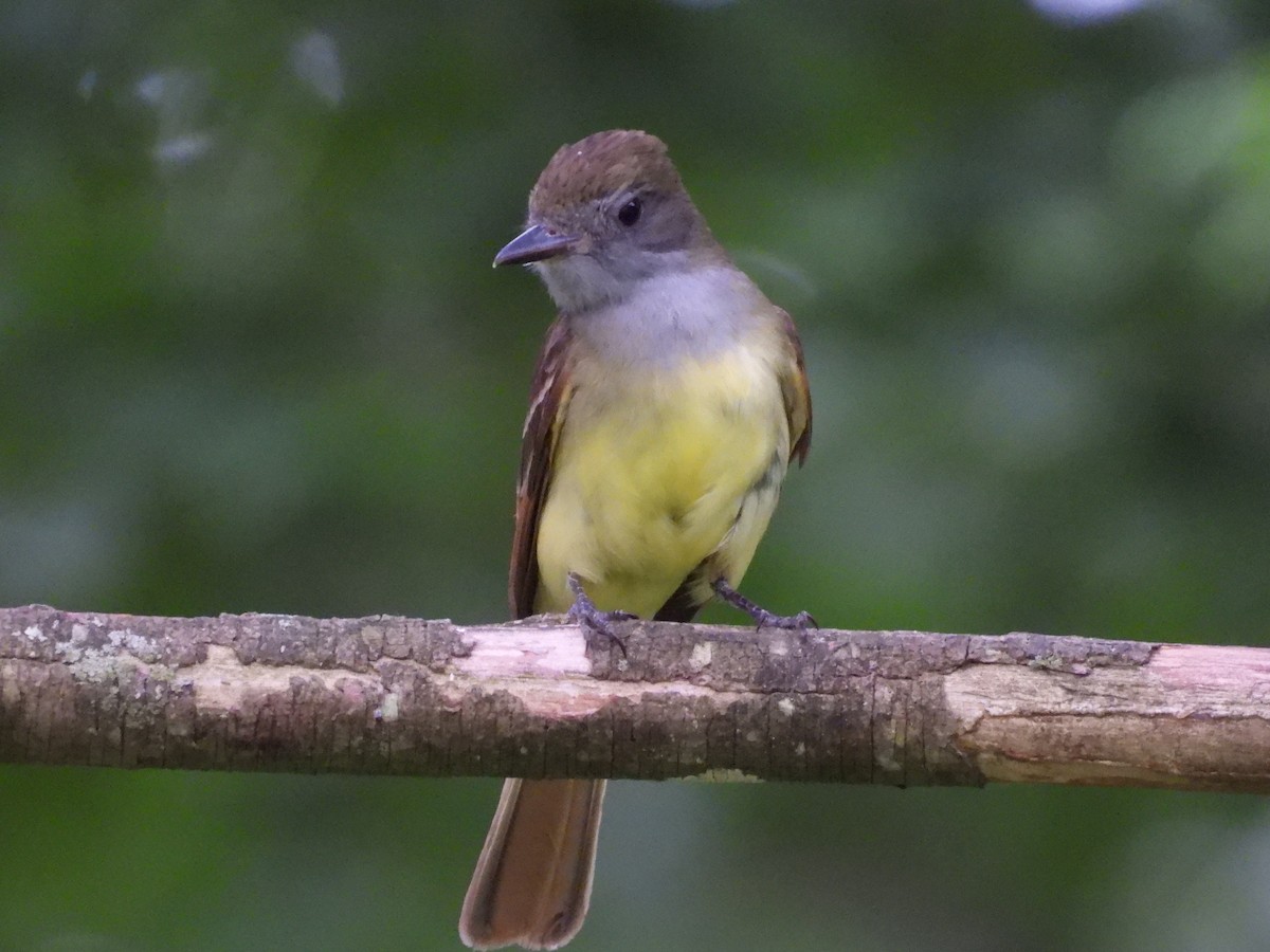 Great Crested Flycatcher - ML620120640