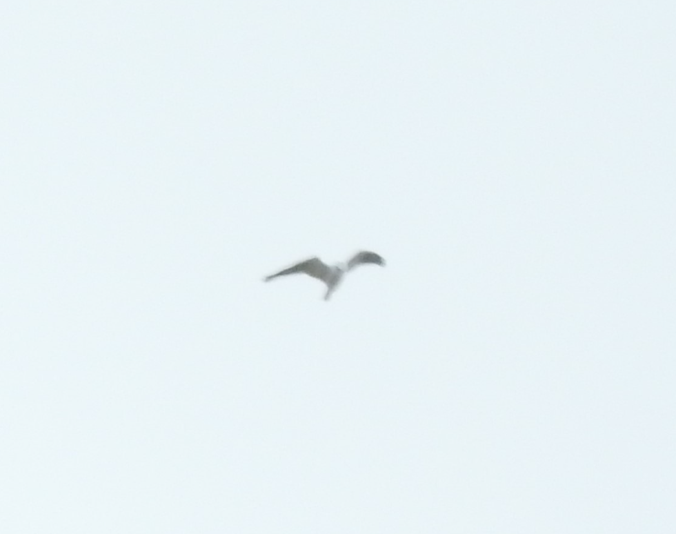 Black-shouldered Kite - ML620120644