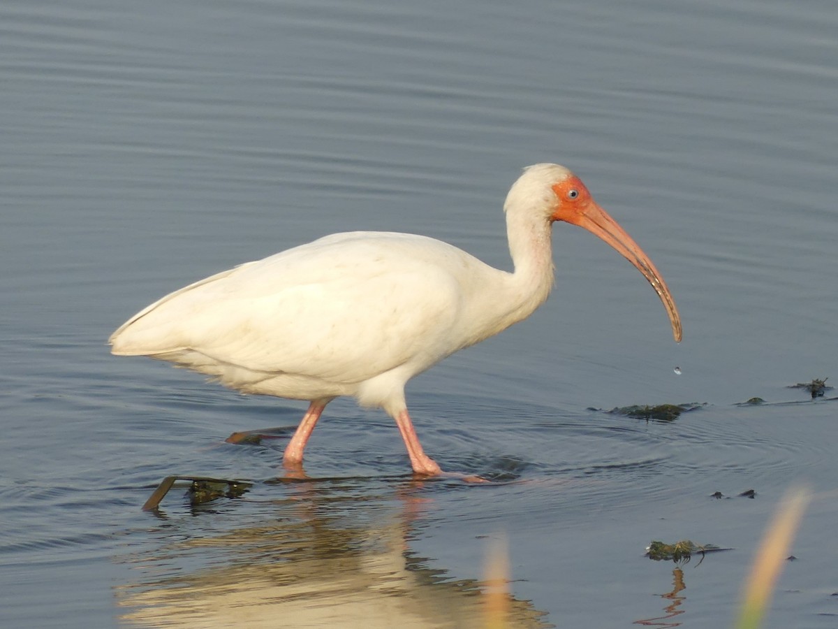 ibis bílý - ML620120646