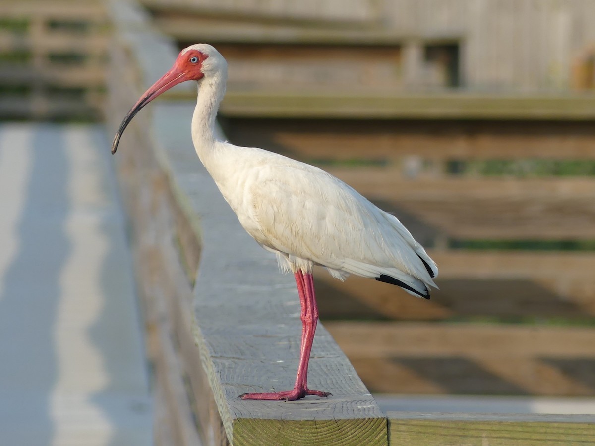 ibis bílý - ML620120647