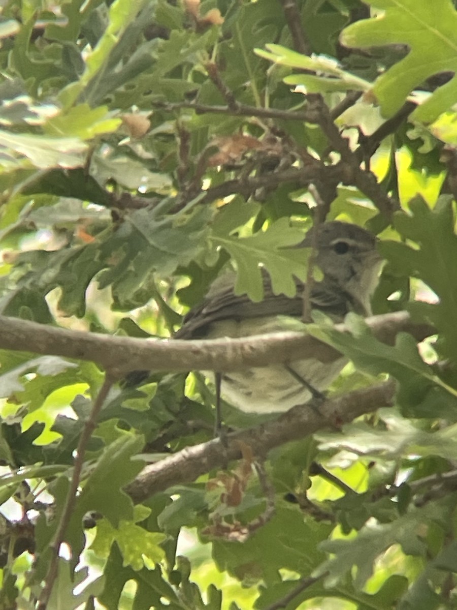 Bell's Vireo (Least) - ML620120658