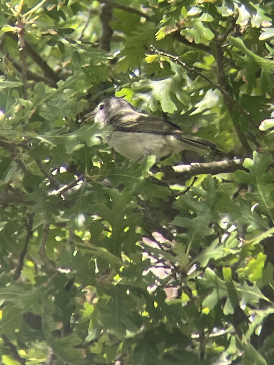 krattvireo (pusillus) - ML620120659