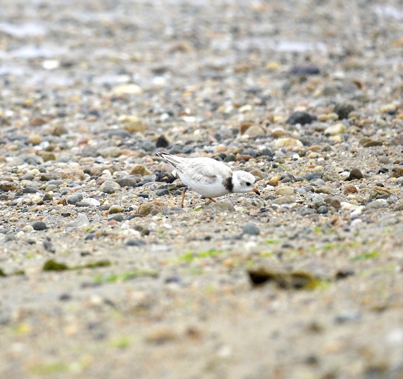 Piping Plover - ML620120660