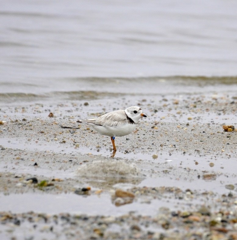 Piping Plover - ML620120662