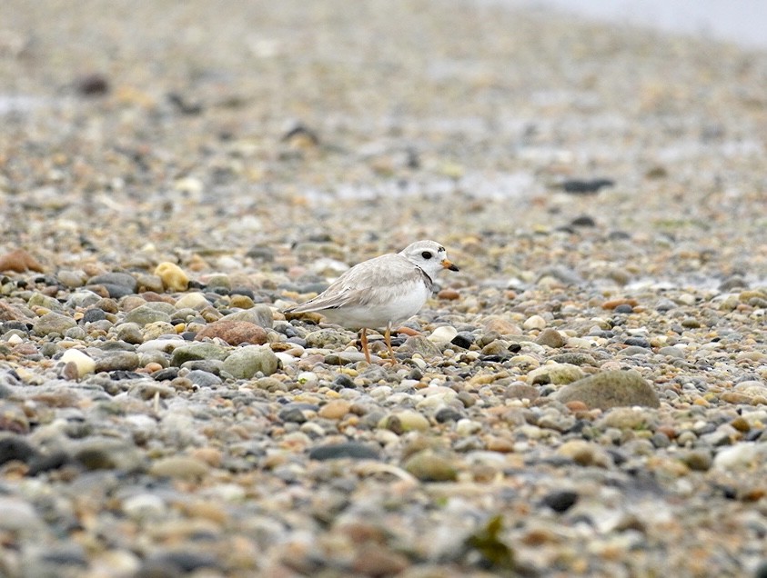 Piping Plover - ML620120666