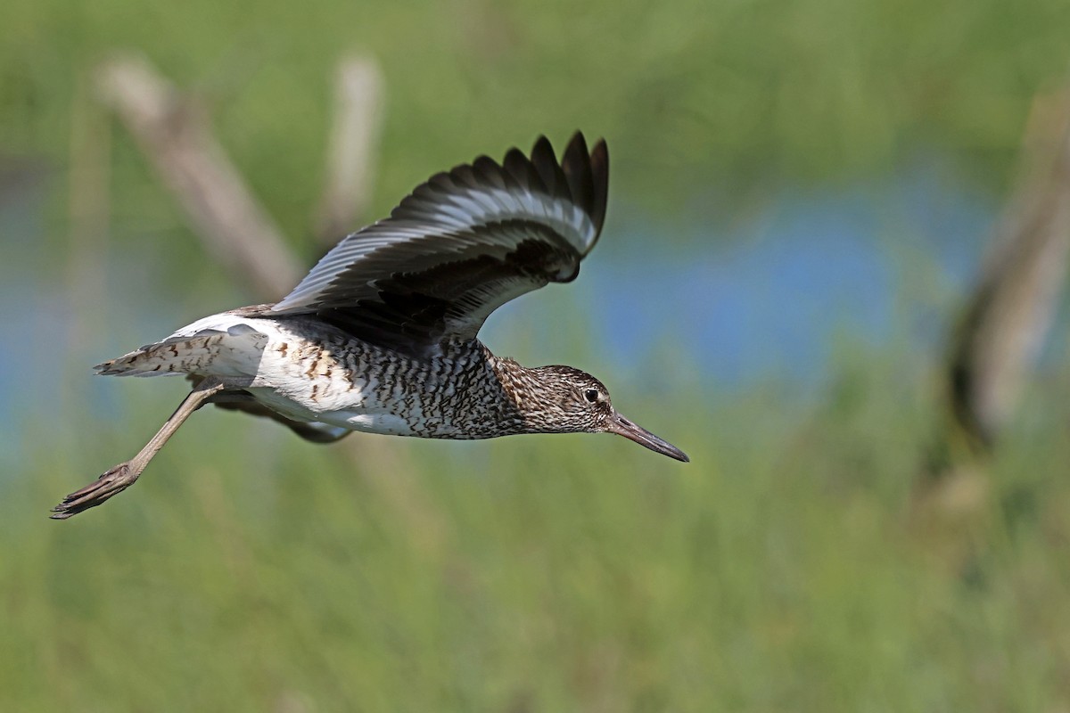 Willet - ML620120669