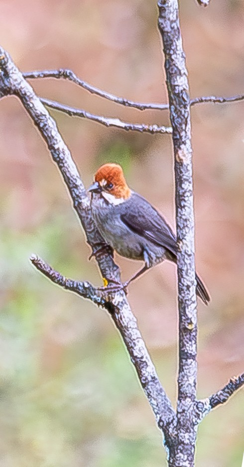 Rufous-eared Brushfinch - ML620120678
