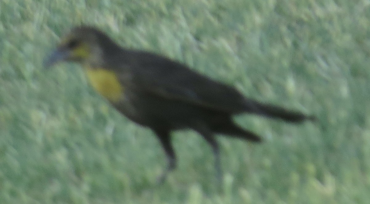 Yellow-headed Blackbird - ML620120693