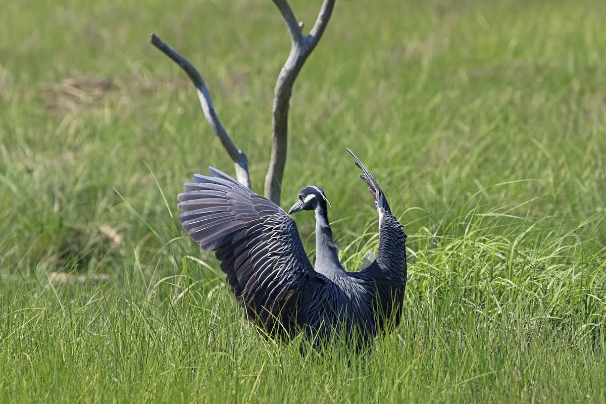 Yellow-crowned Night Heron - ML620120701