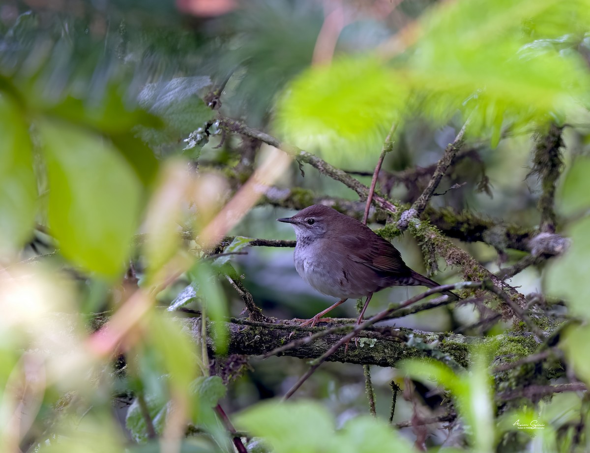 Spotted Bush Warbler - ML620120715