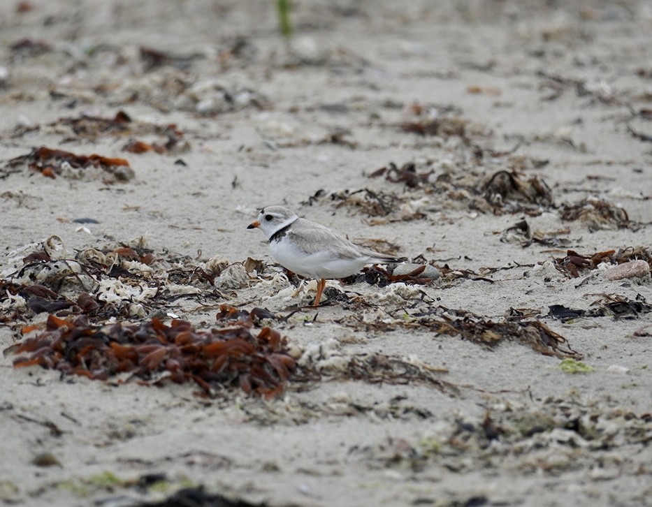 Piping Plover - ML620120726