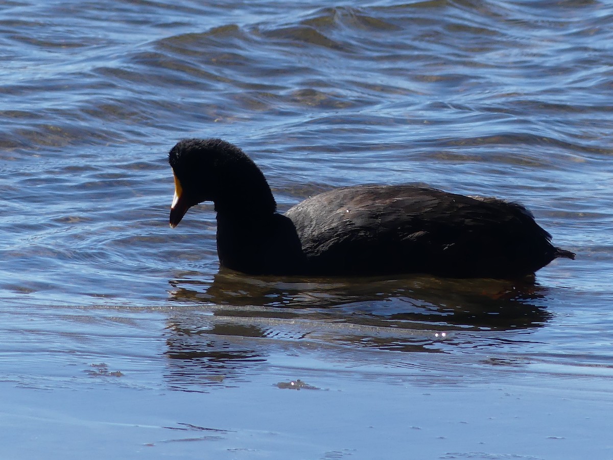 Foulque géante - ML620120748