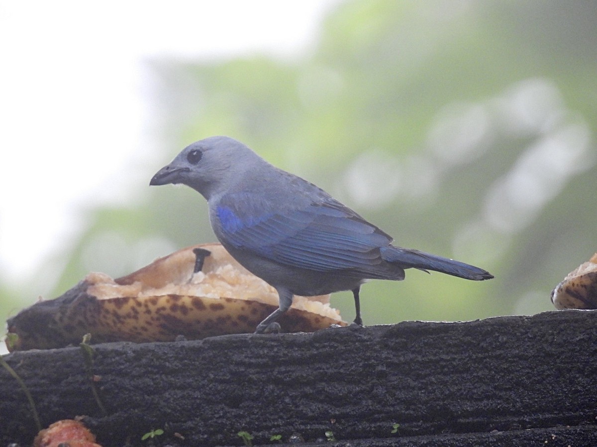 Blue-gray Tanager - ML620120753