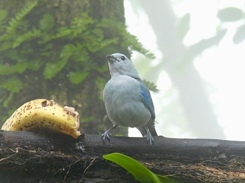 Blue-gray Tanager - ML620120754
