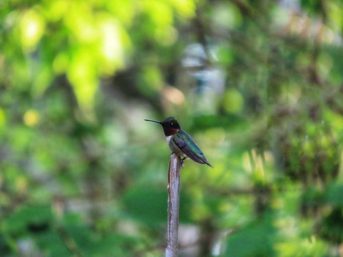 Ruby-throated Hummingbird - ML620120755