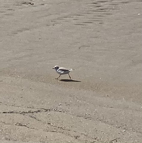 Piping Plover - ML620120756