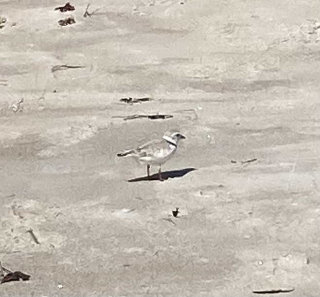 Piping Plover - ML620120757