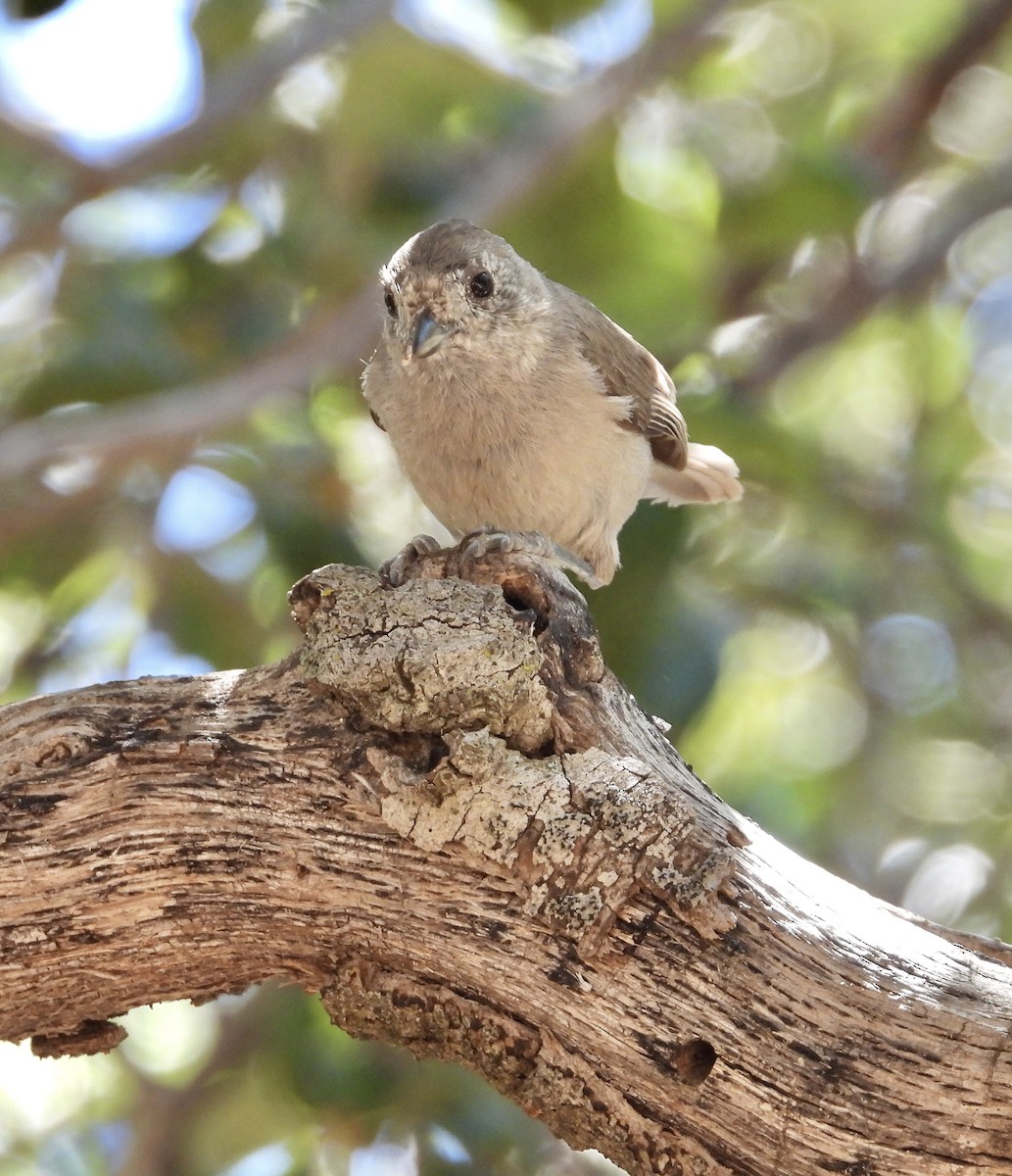 Oak Titmouse - ML620120816