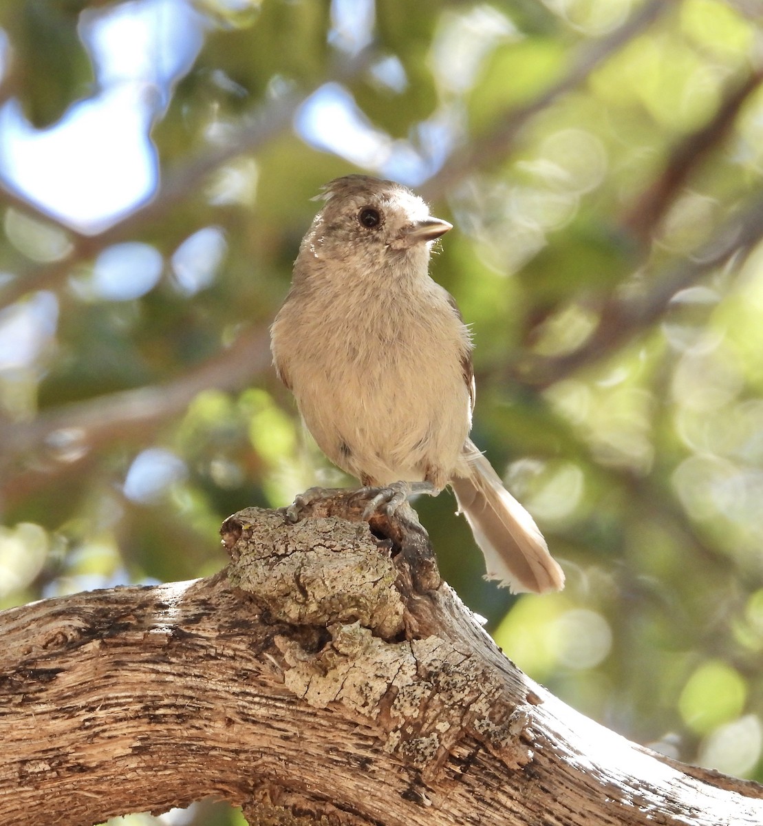 Oak Titmouse - ML620120818