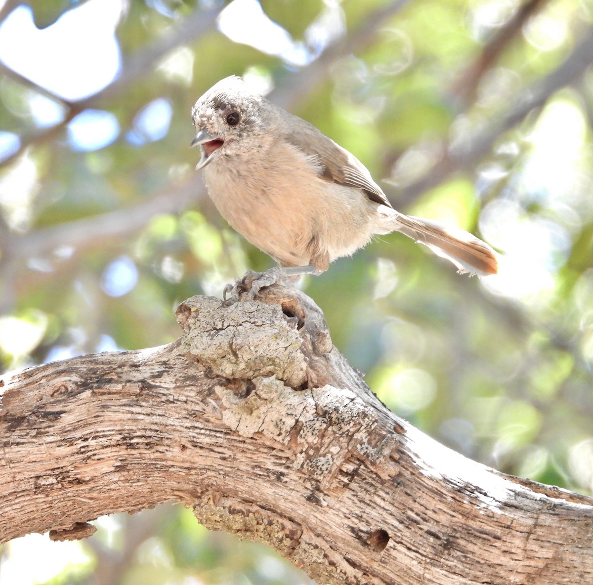 Oak Titmouse - ML620120819