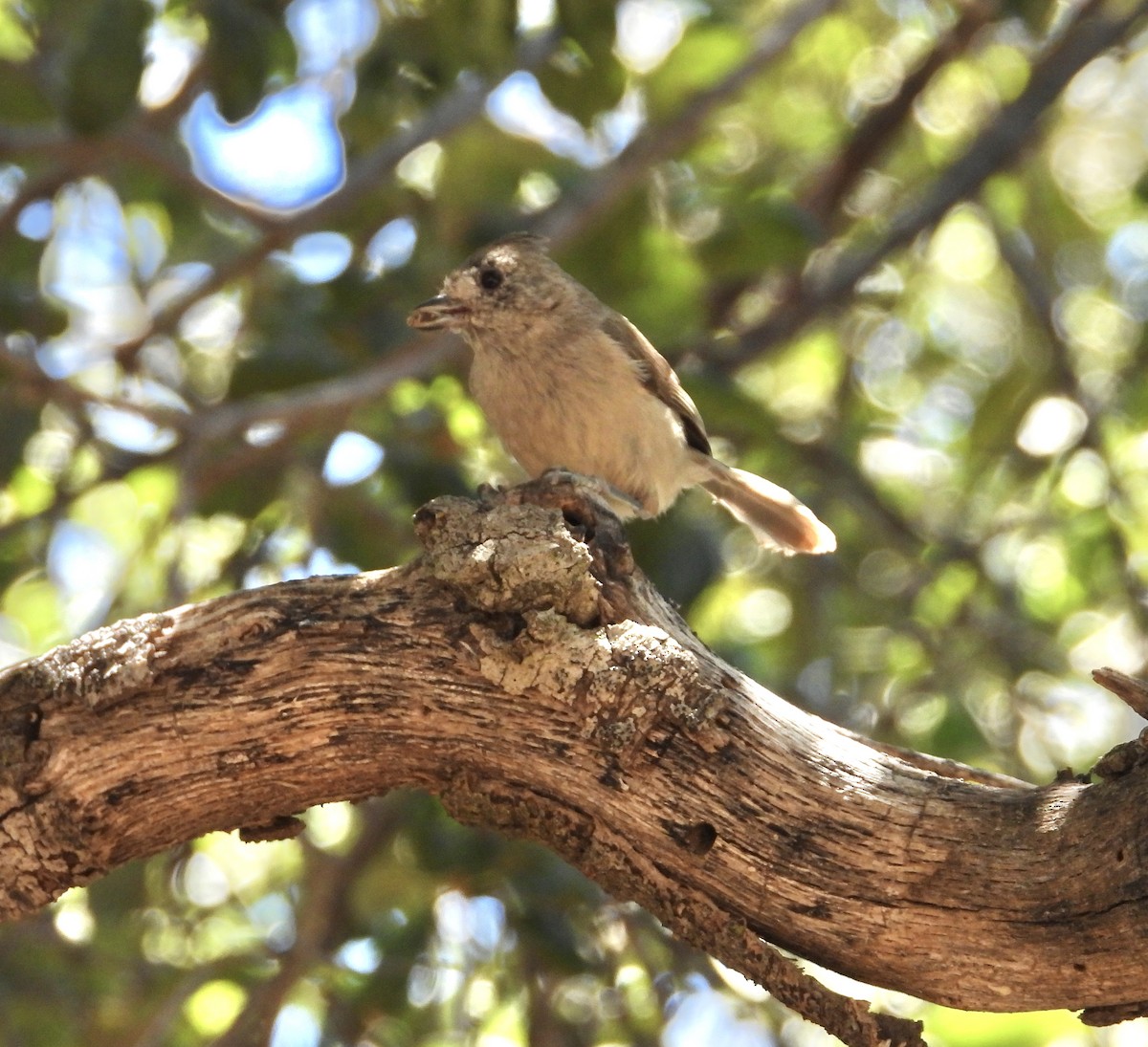 Oak Titmouse - ML620120820