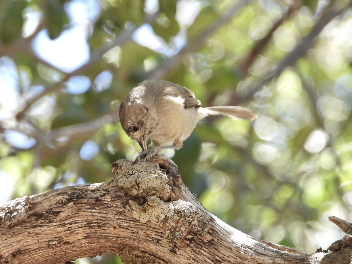 Oak Titmouse - Roee Astor