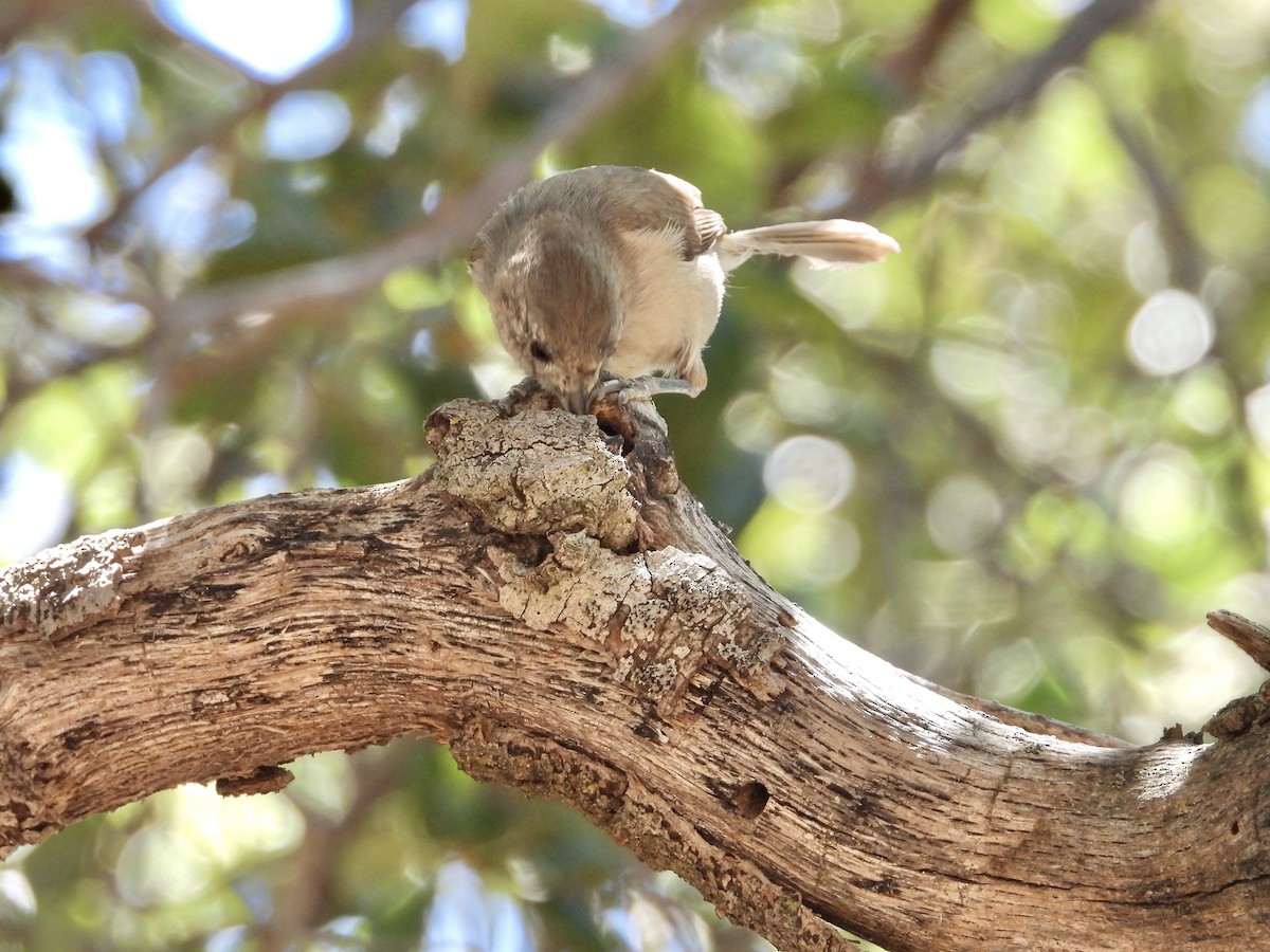 Oak Titmouse - ML620120823