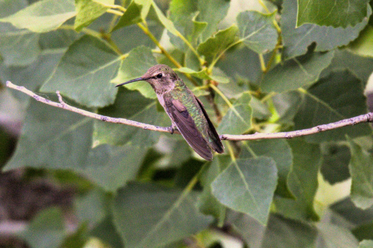 Anna's Hummingbird - ML620120839
