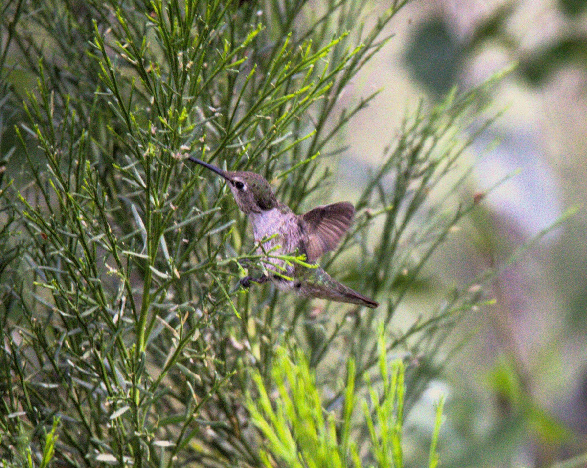 Anna's Hummingbird - ML620120840