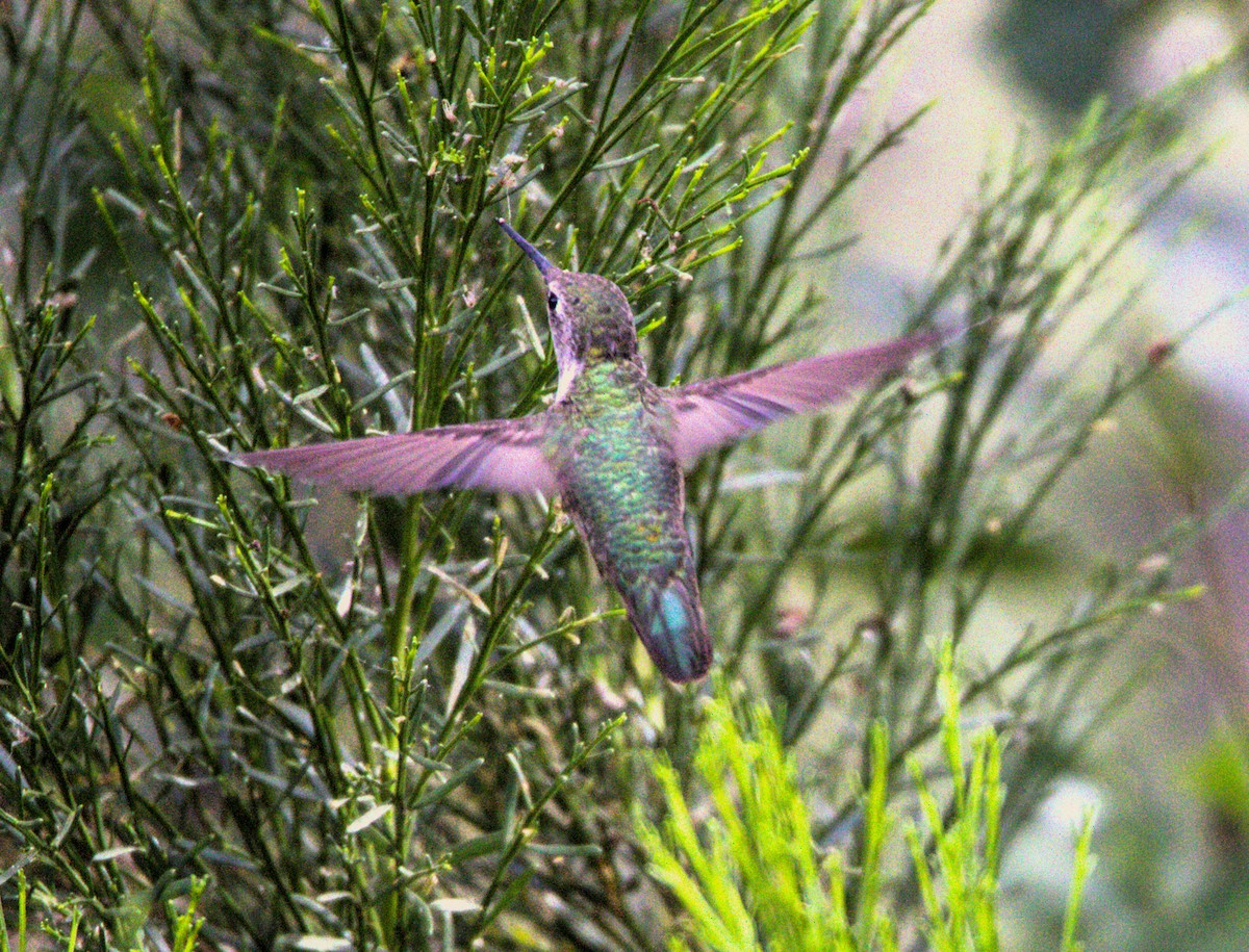 Anna's Hummingbird - ML620120841