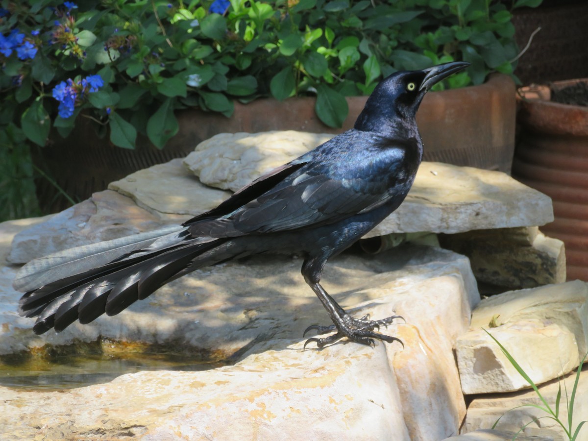 Great-tailed Grackle - ML620120861