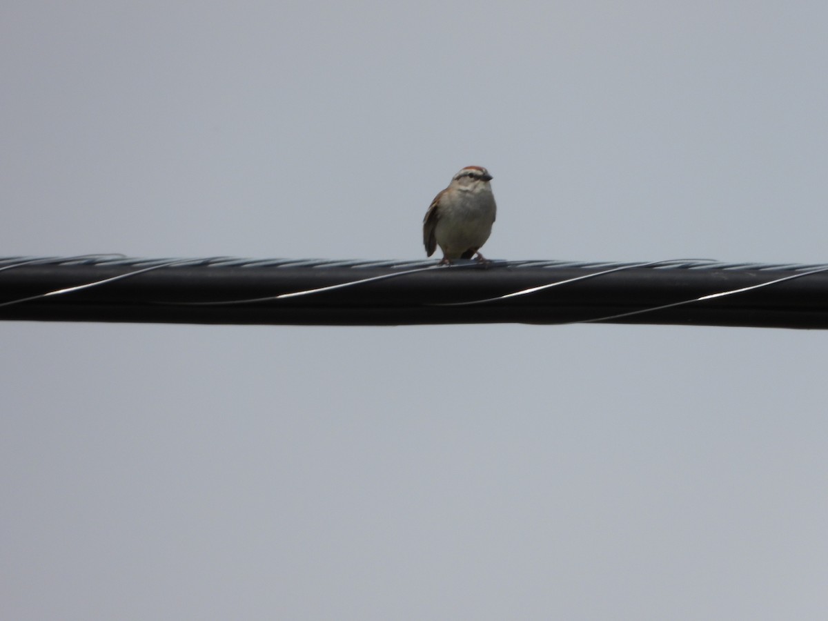 Chipping Sparrow - ML620120864