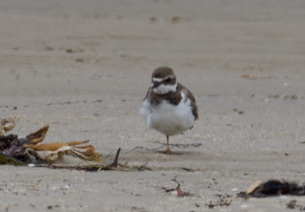 Semipalmated Plover - ML620120871