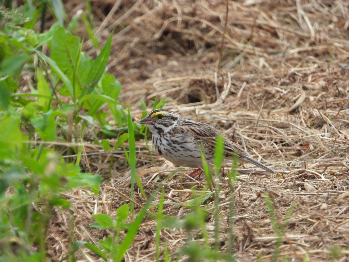Savannah Sparrow - ML620120875