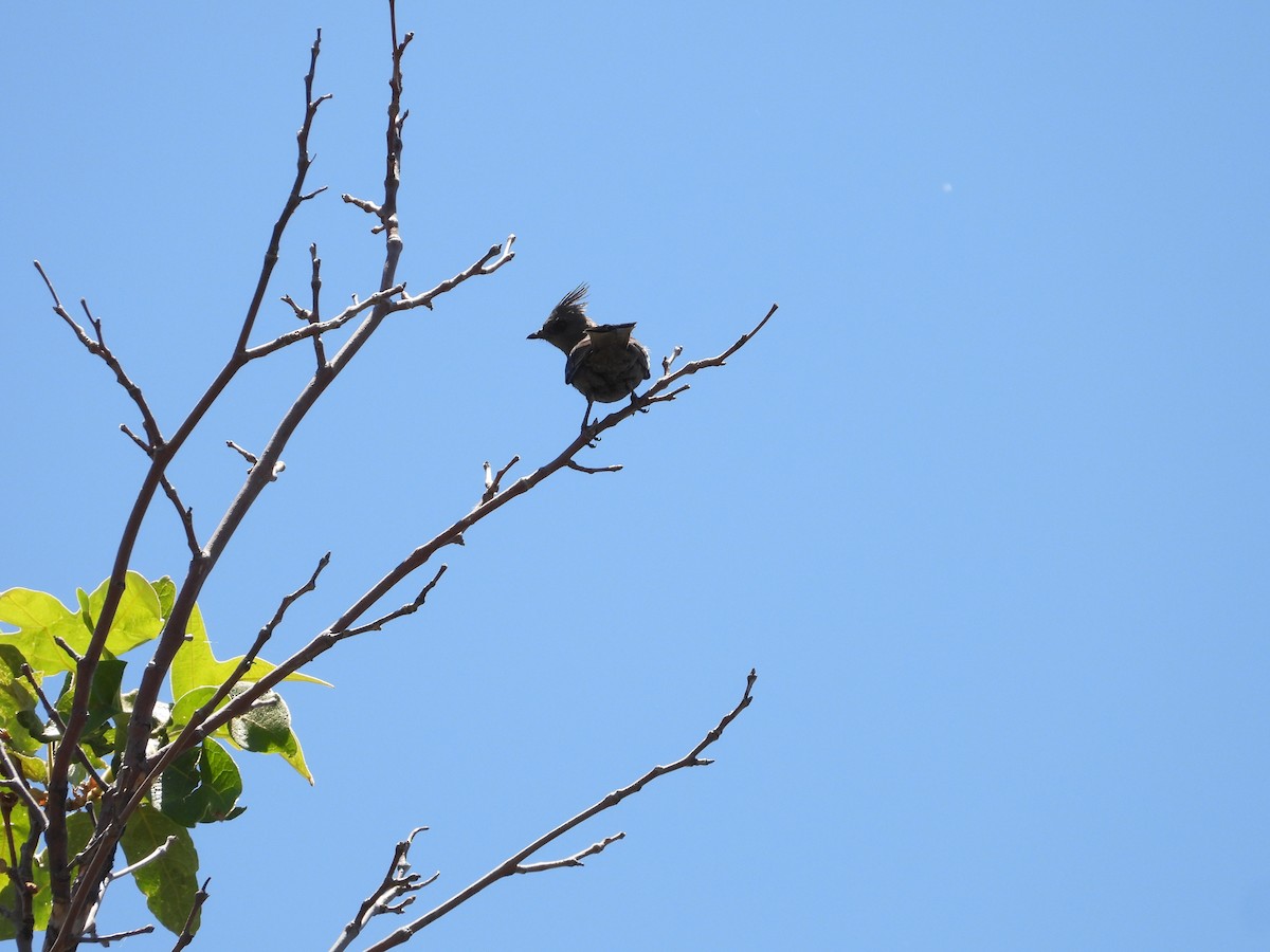 Capulinero Negro - ML620120881