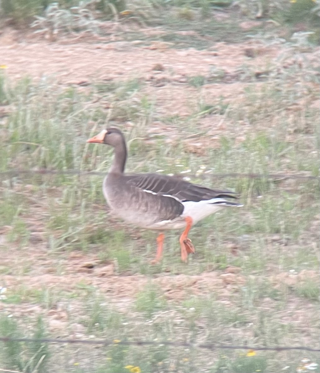 Greater White-fronted Goose - Morgan Mattingly 🐍