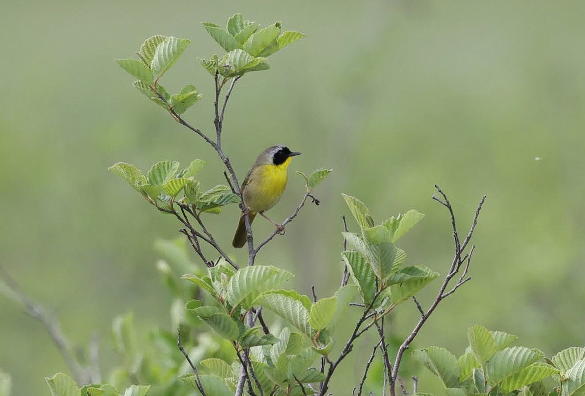 Common Yellowthroat - ML620120903