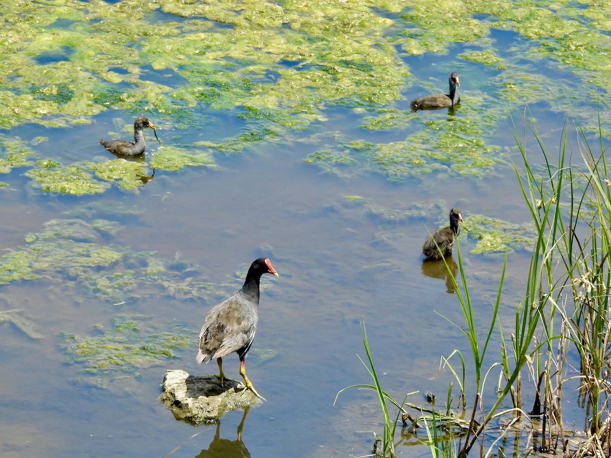 Gallinule d'Amérique (sandvicensis) - ML620120910