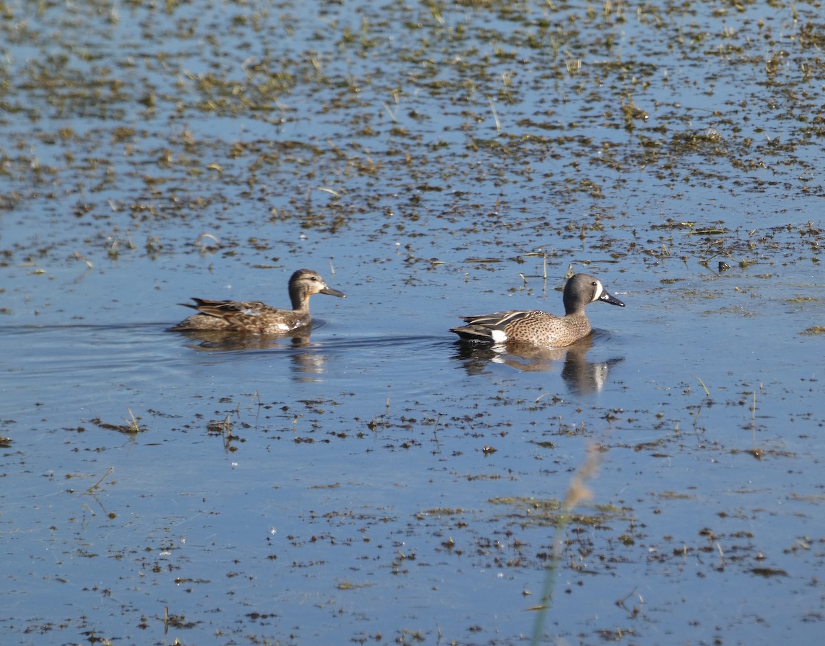 Blue-winged Teal - ML620120911