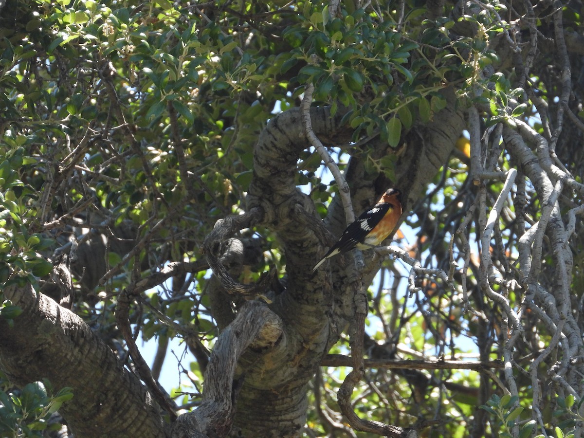 Black-headed Grosbeak - Roee Astor