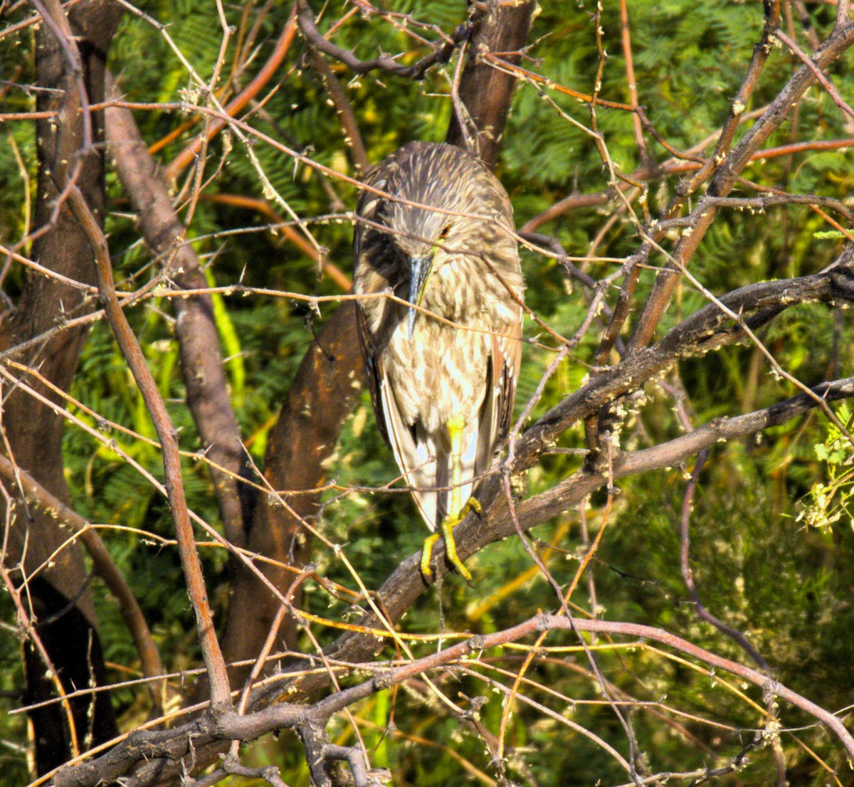 Black-crowned Night Heron - ML620120922
