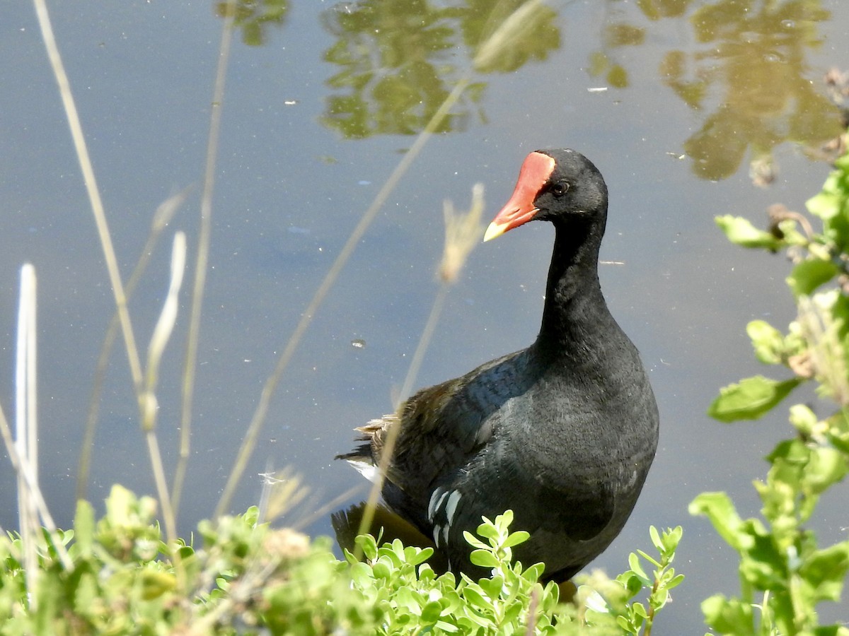 Common Gallinule (Hawaiian) - Michael Young