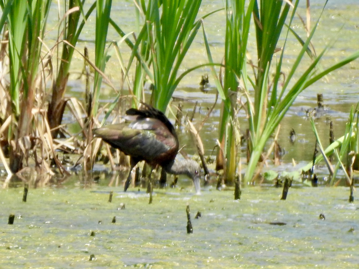 hvitgrimeibis - ML620120940