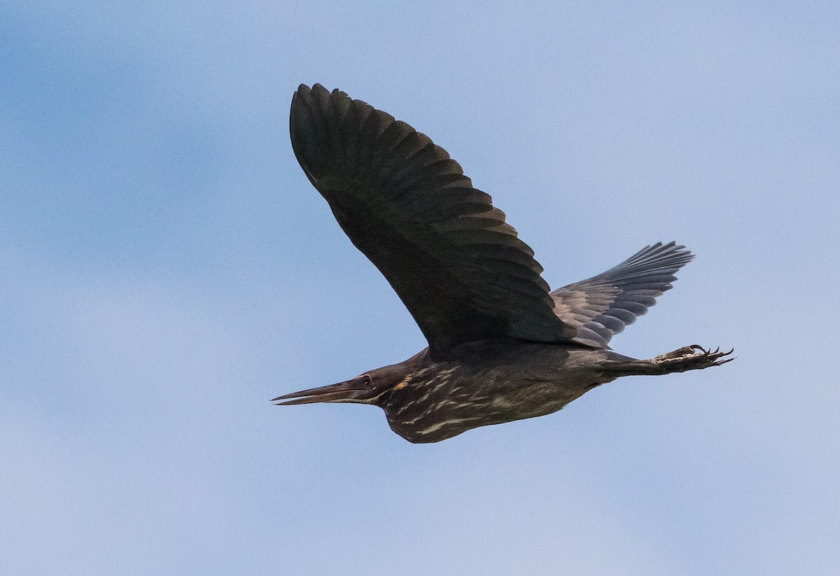 Black Bittern - John le Rond