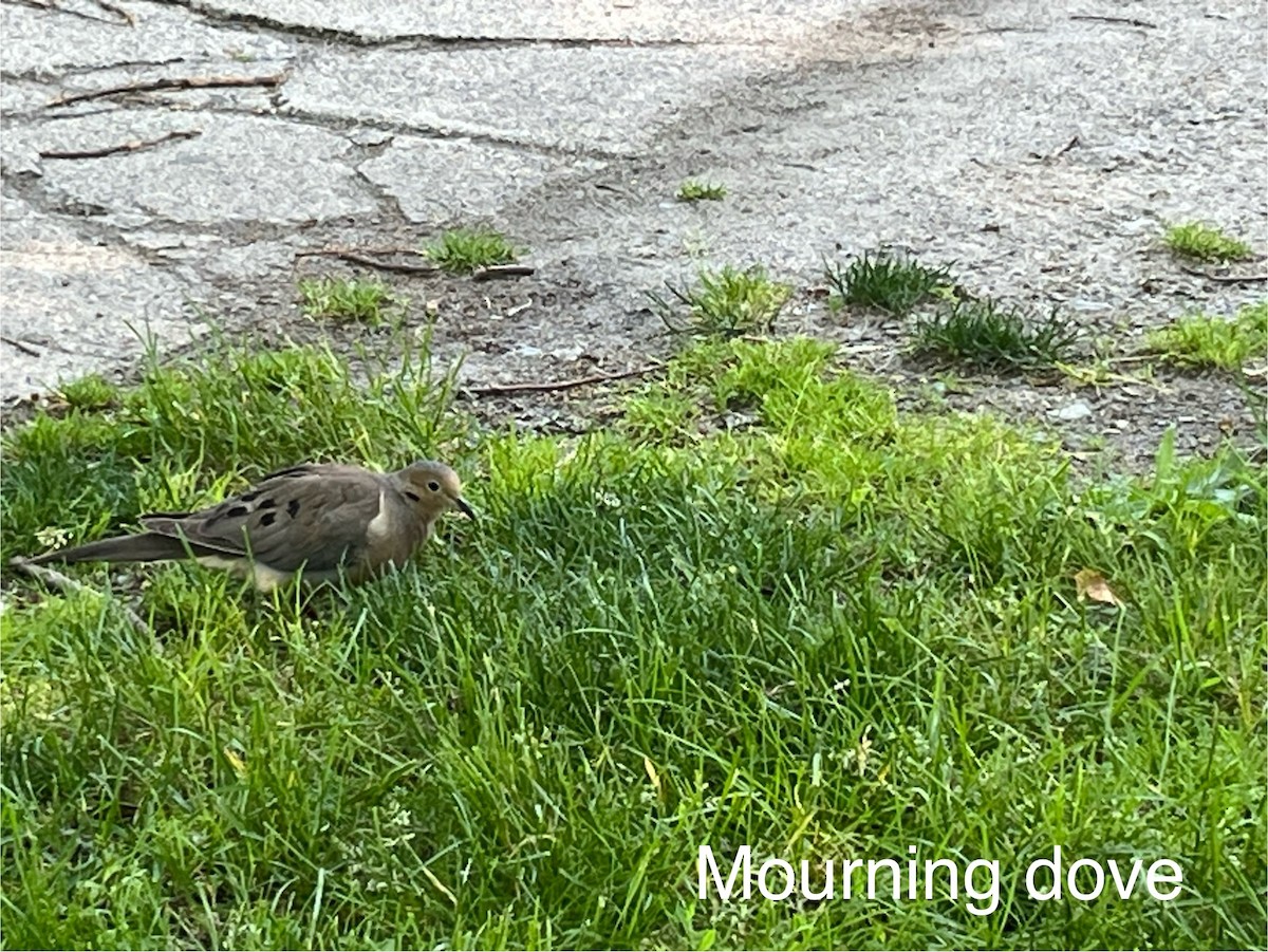 Mourning Dove - ML620120951